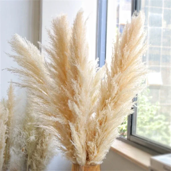 110–120 cm Tørket Pampasgress – Stor og Fluffy