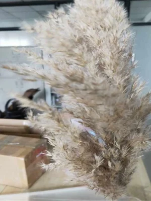 20PCS Natural Dried Small Pampas Grass Decor