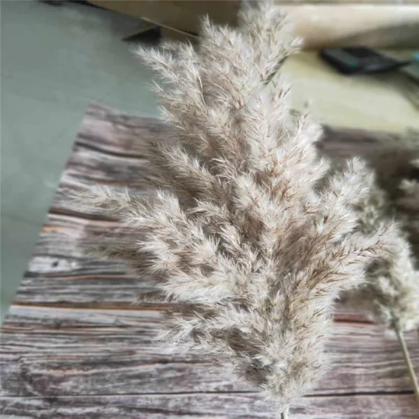 20PCS Natural Dried Small Pampas Grass Decor